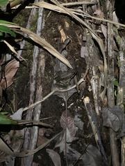 Leptodactylus wagneri