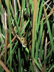 Dendropsophus bifurcus