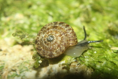 Phacussa lucetta
