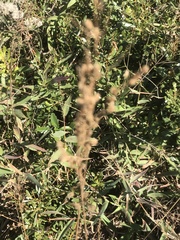 Anthenantia