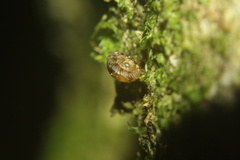Phacussa lucetta
