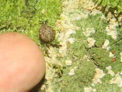 Phacussa lucetta