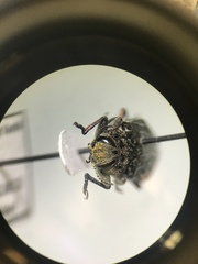 Chrysobothris trinervia