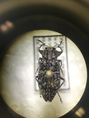 Chrysobothris trinervia