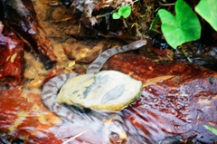 Trimerodytes aequifasciatus