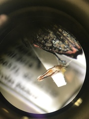 Chrysobothris trinervia