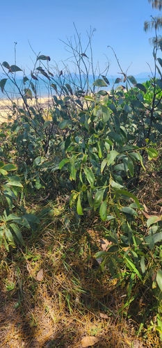Acacia crassicarpa, photograph 2