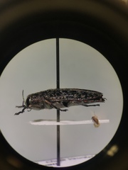 Chrysobothris trinervia