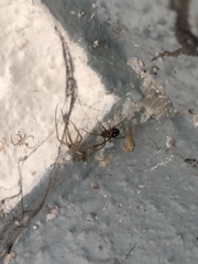 Steatoda grossa
