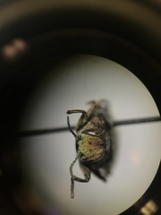 Chrysobothris scabripennis