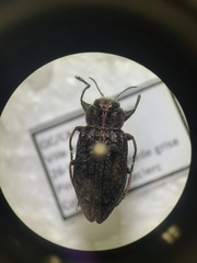 Chrysobothris scabripennis