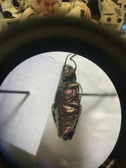 Chrysobothris scabripennis