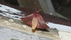 Psectraglaea carnosa