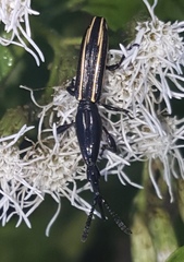Brentus anchorago