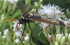 Isanthrene perboscii