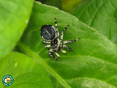 Phiale guttata