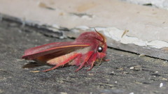 Psectraglaea carnosa