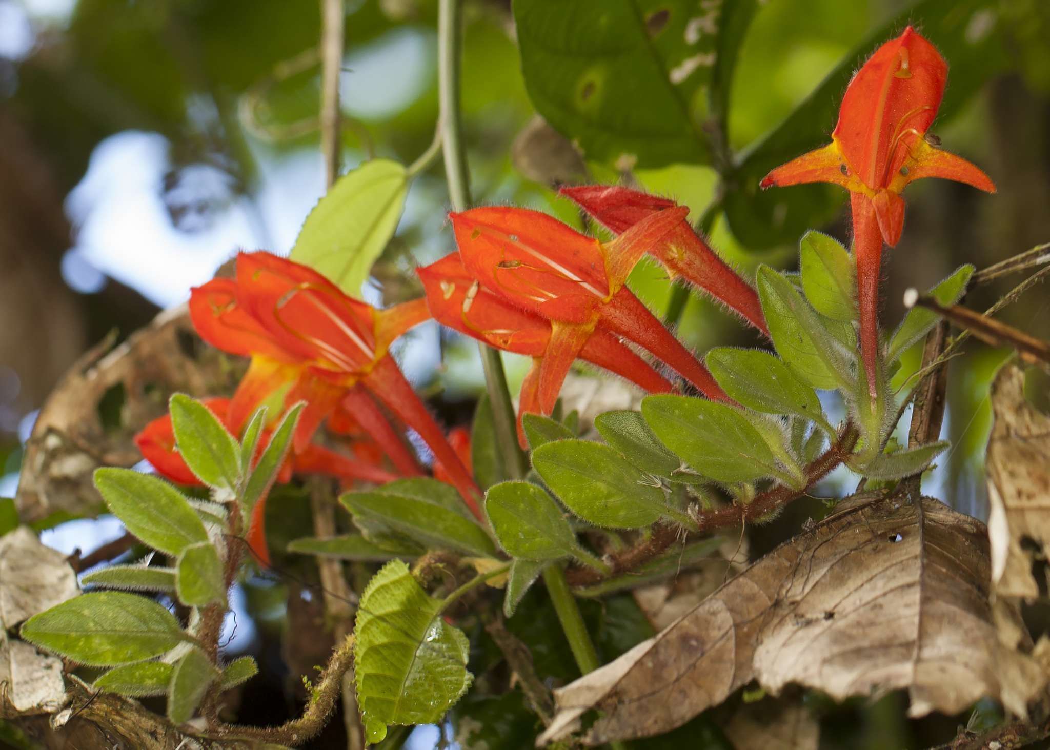 Imagem de Planta Batom