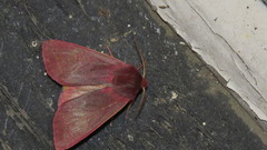 Psectraglaea carnosa