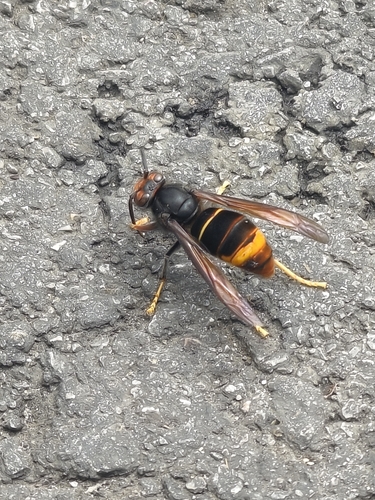 Yellow-legged Hornet