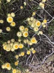 Achyranthemum paniculatum