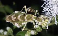 Acontista mexicana