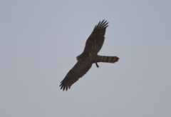Accipiter cooperii