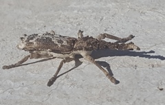 Ulocerus mexicanus