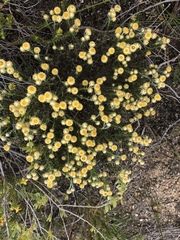 Achyranthemum paniculatum