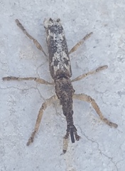 Ulocerus mexicanus