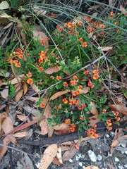 Podolobium procumbens