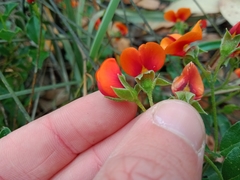 Podolobium procumbens