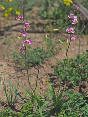 Ixia erubescens