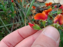 Podolobium procumbens