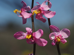 Ixia erubescens