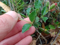 Podolobium procumbens