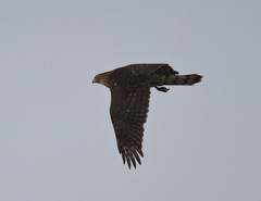 Accipiter cooperii