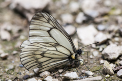 Aporia delavayi