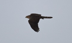Accipiter cooperii