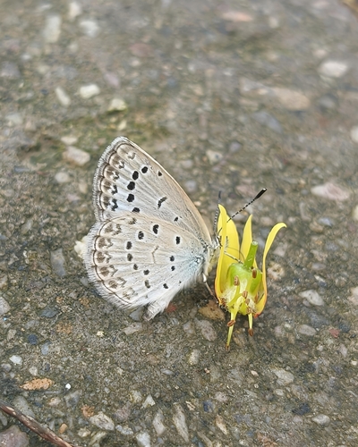 Pale Grass Blue