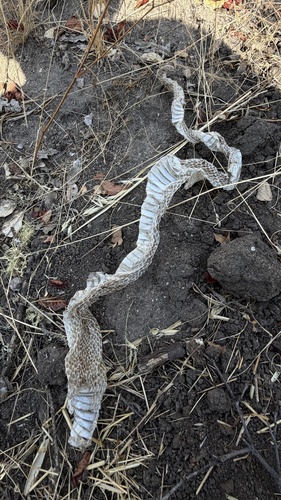 iNaturalist observation photo of Snakes