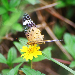 Argynnis hyperbius