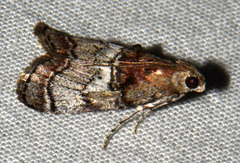 Pococera maritimalis