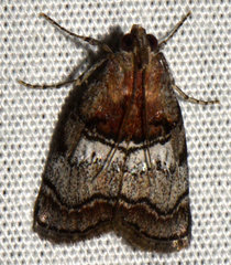 Pococera maritimalis