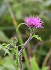 Cirsium oligophyllum