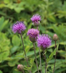 Serratula coronata insularis