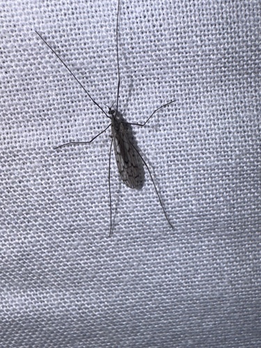Unknown species found near LaBagh Woods, Chicago, IL, US
