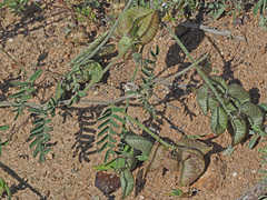 Lessertia excisa