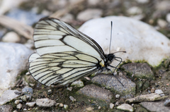 Aporia delavayi