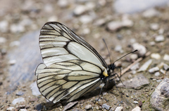 Aporia delavayi
